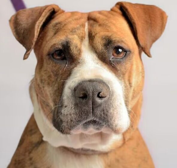 The Importance of Regular Vet Checkups for Your Dog image